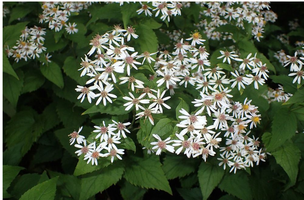 Large-leaved Aster
