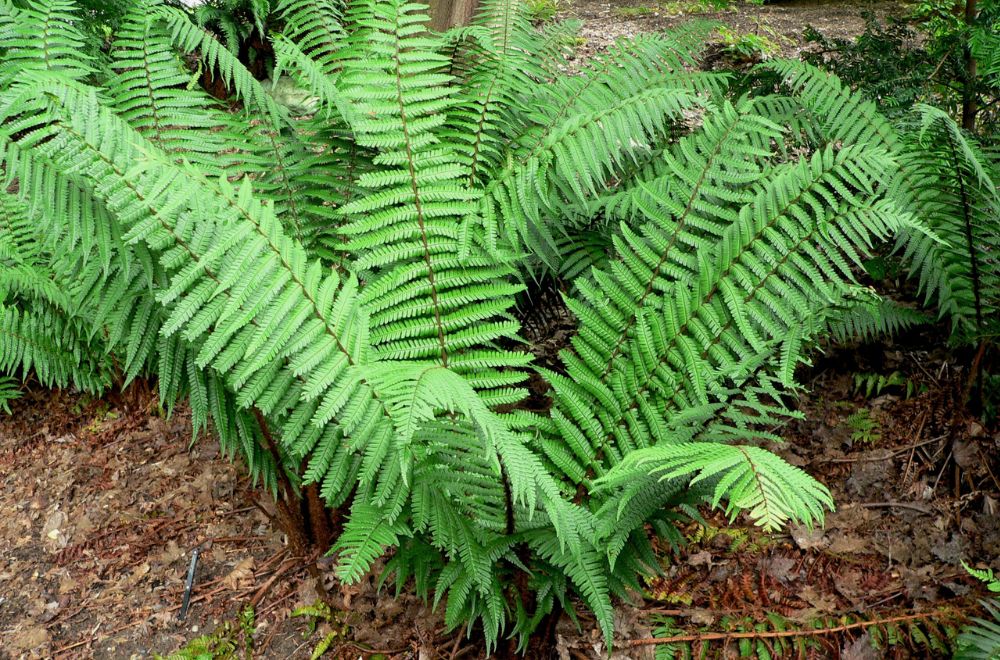 Marginal Wood Fern