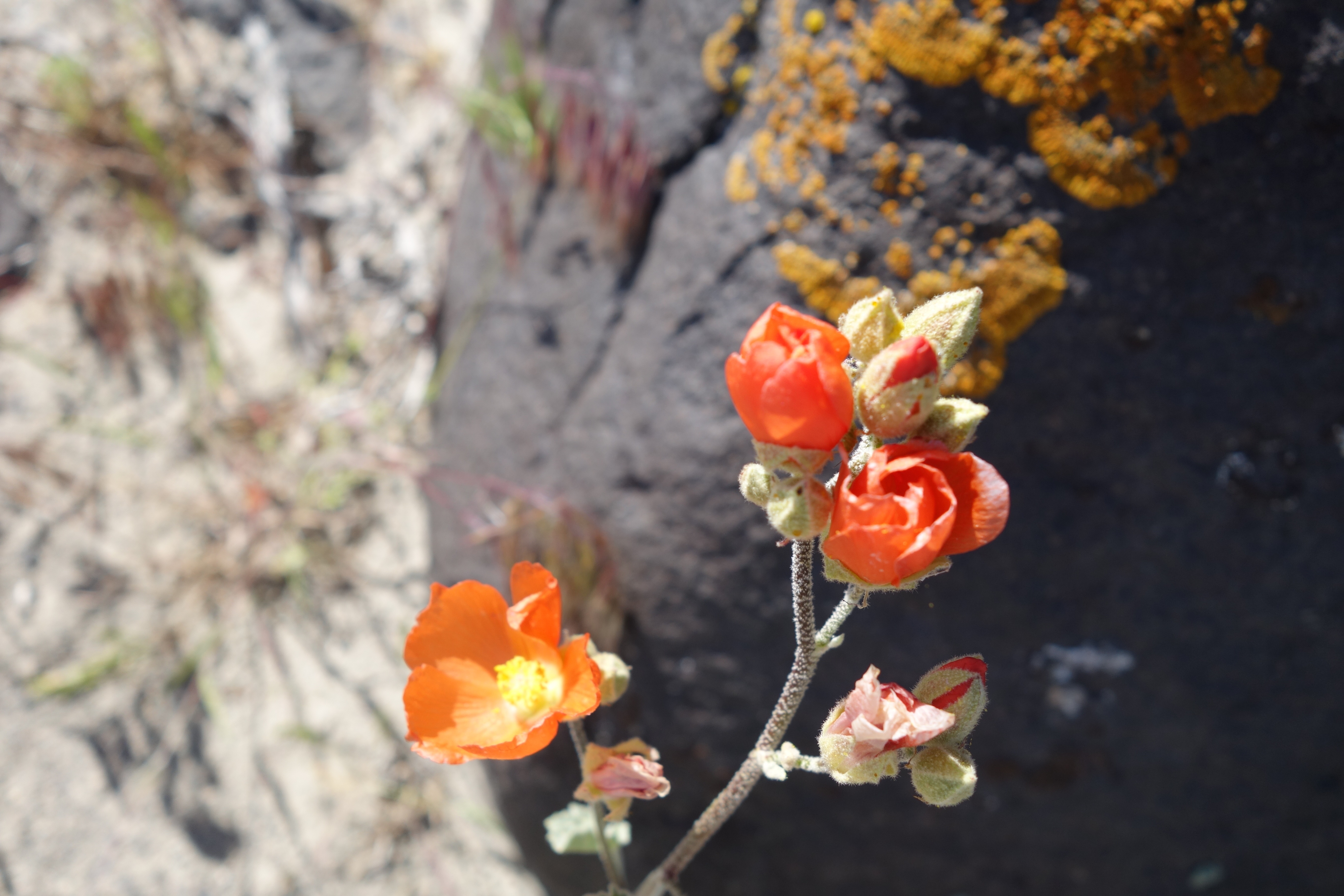 Scarlet Goblemallow (I think)