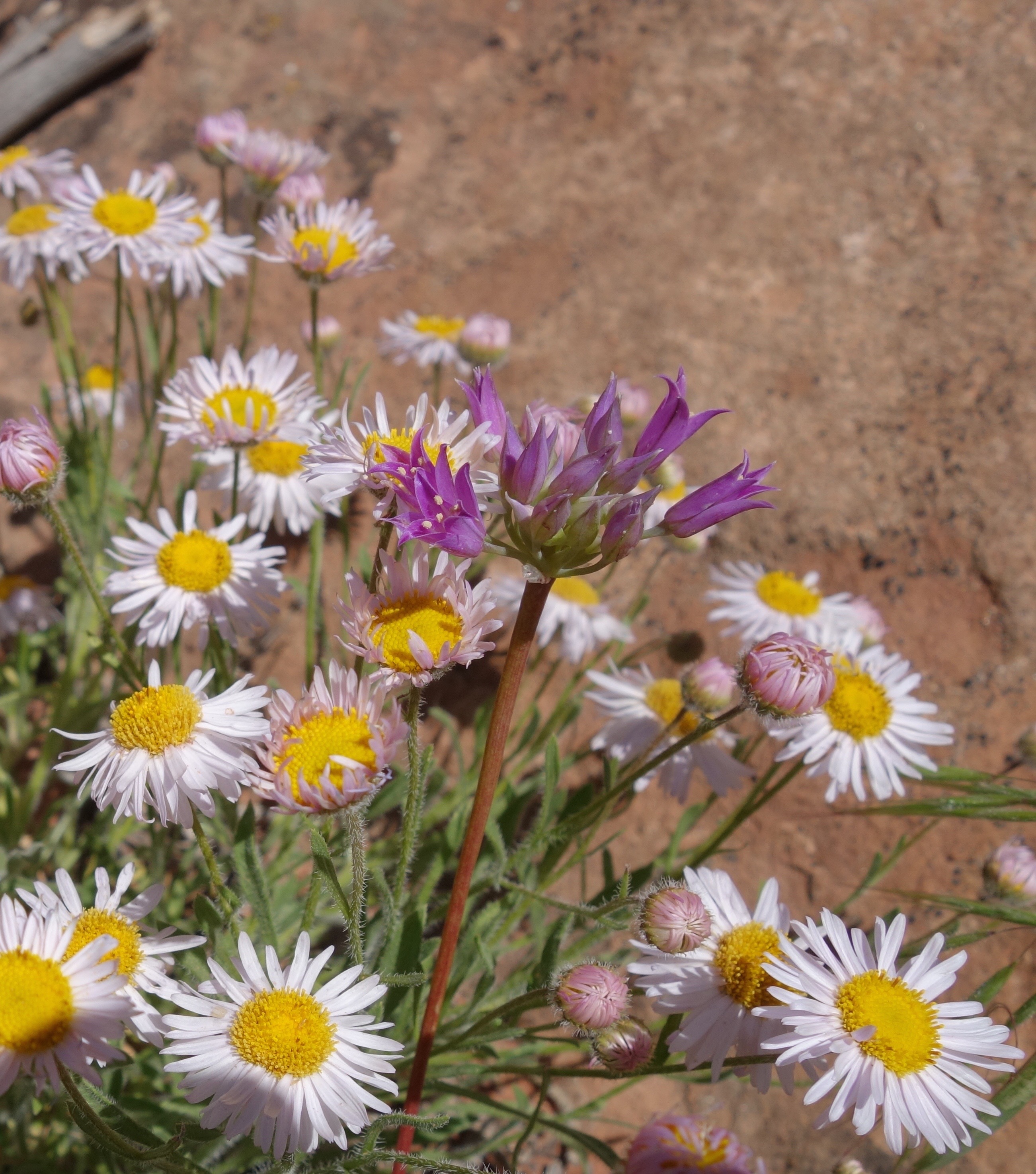 Tapertip Onion (purple) in Zion