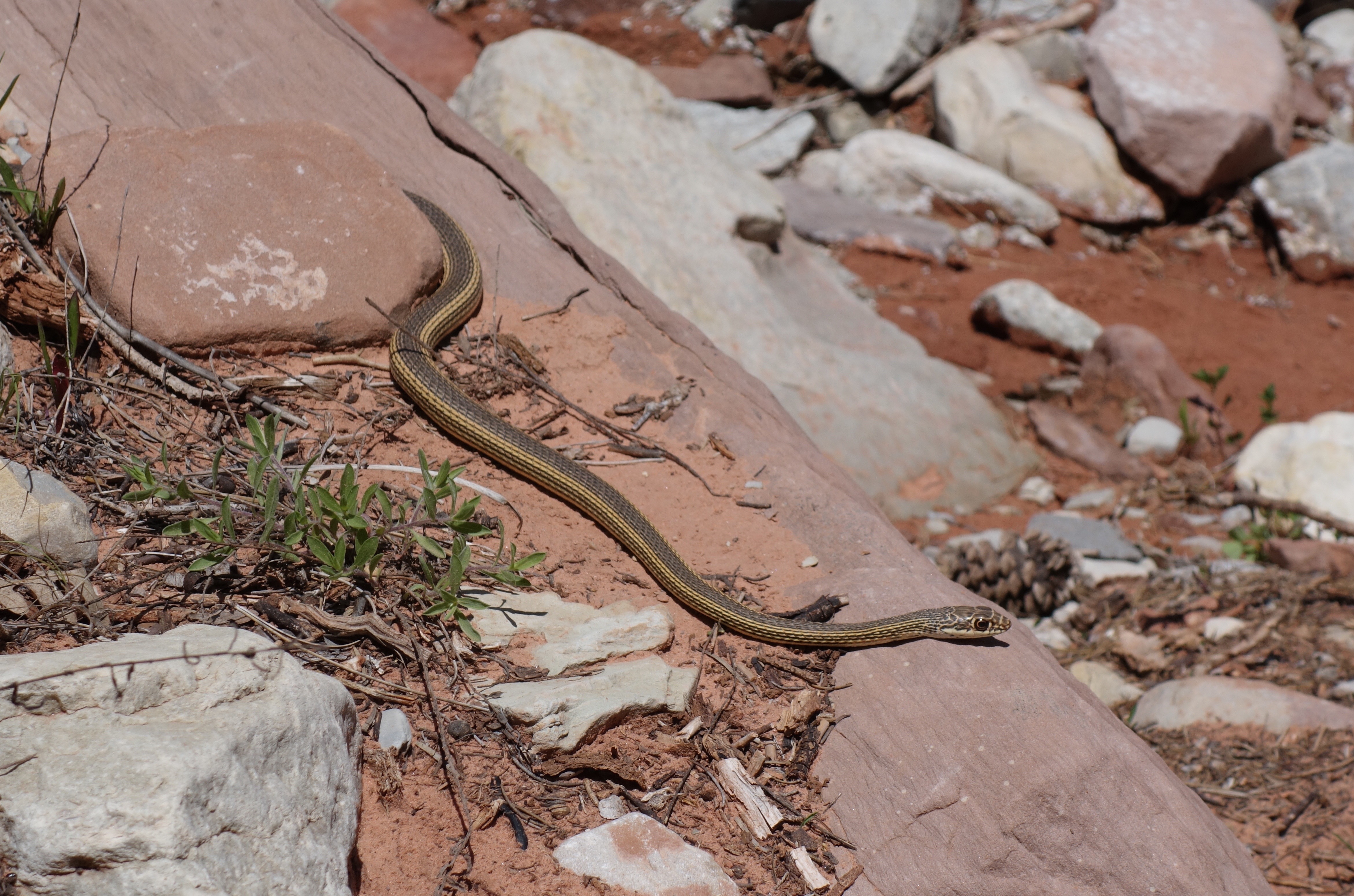 Garter Snake, Zion