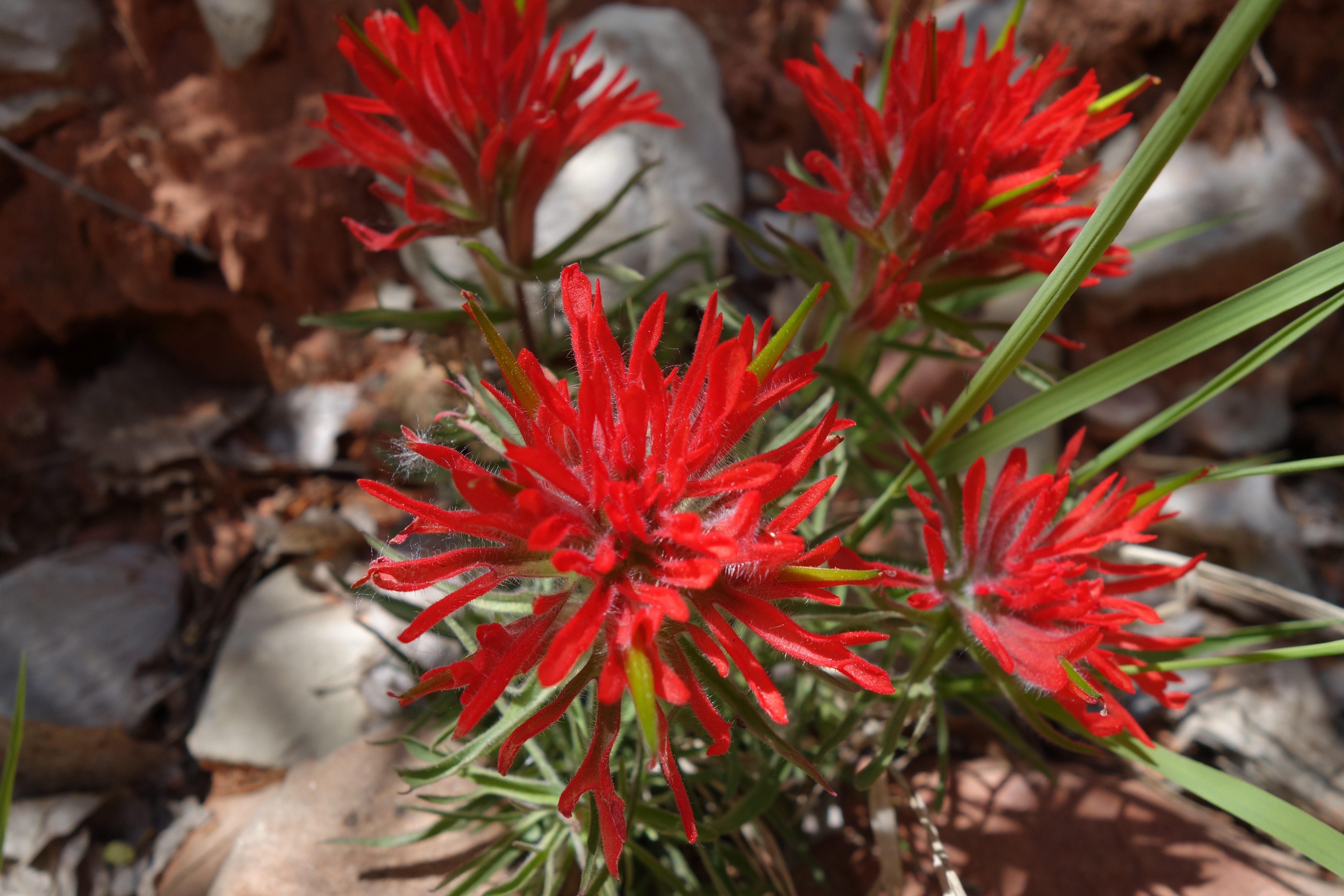 Indian Paintbrush