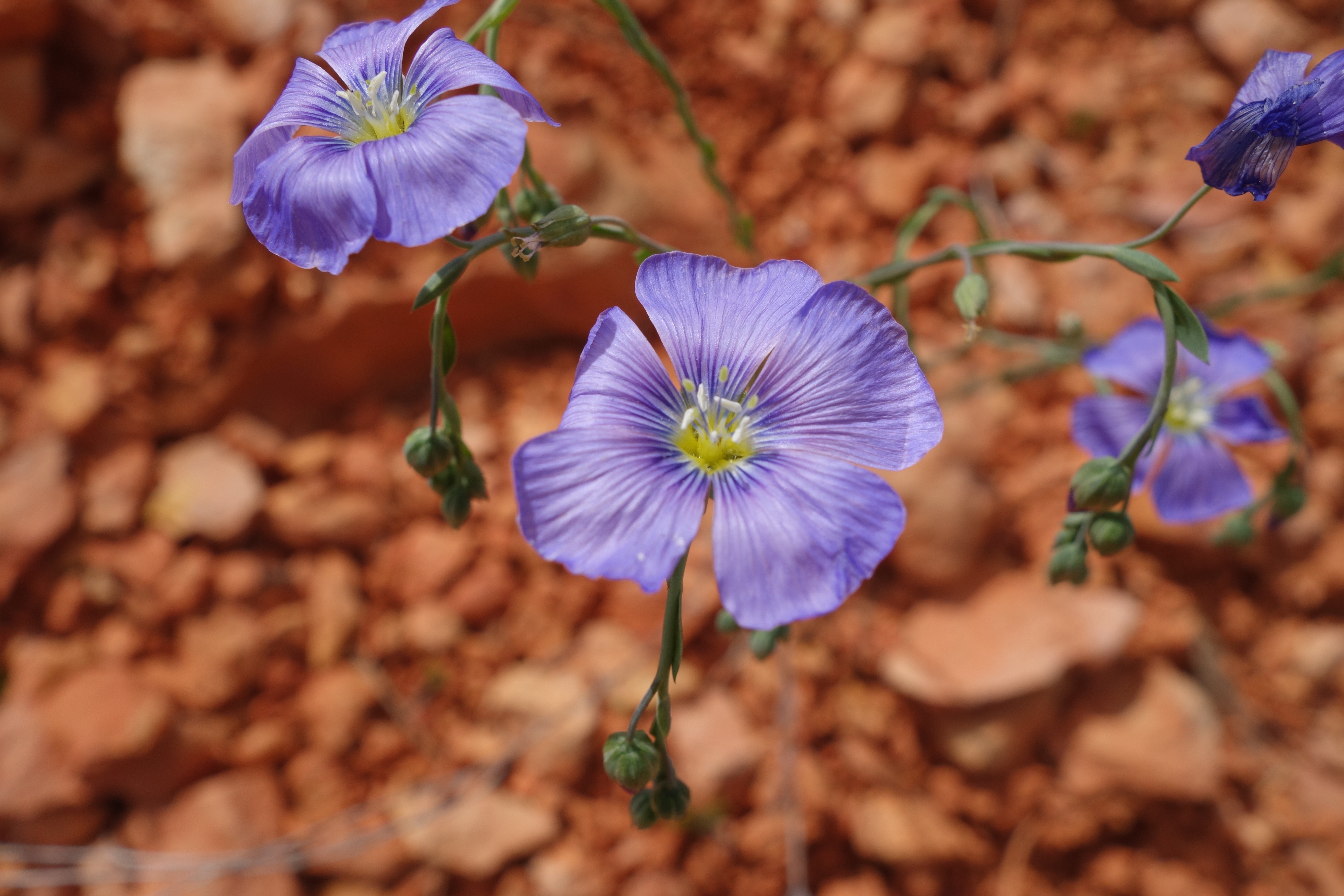 Unknown. Cannonville