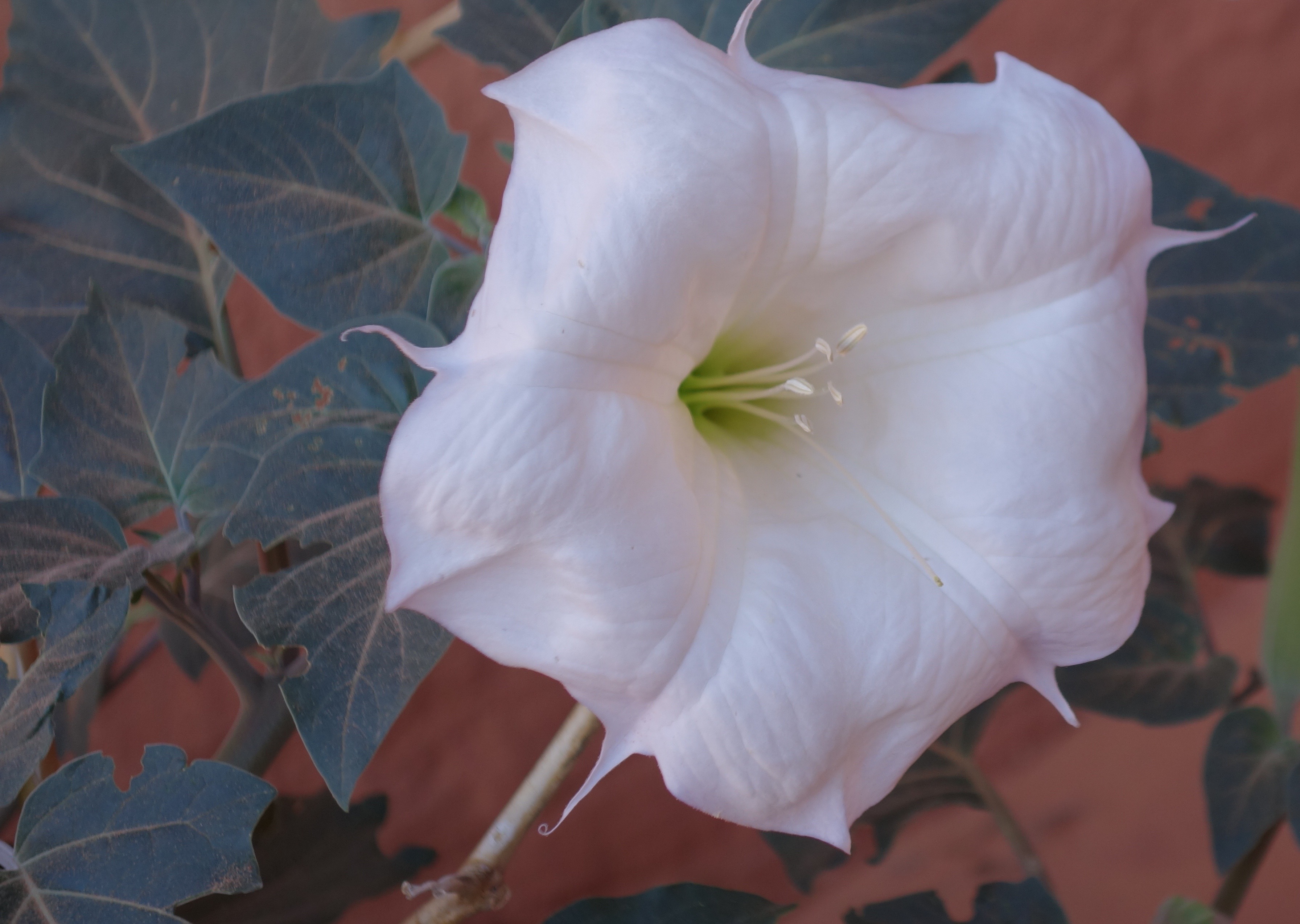 Sacred Datura in Escalante (huge flower!)