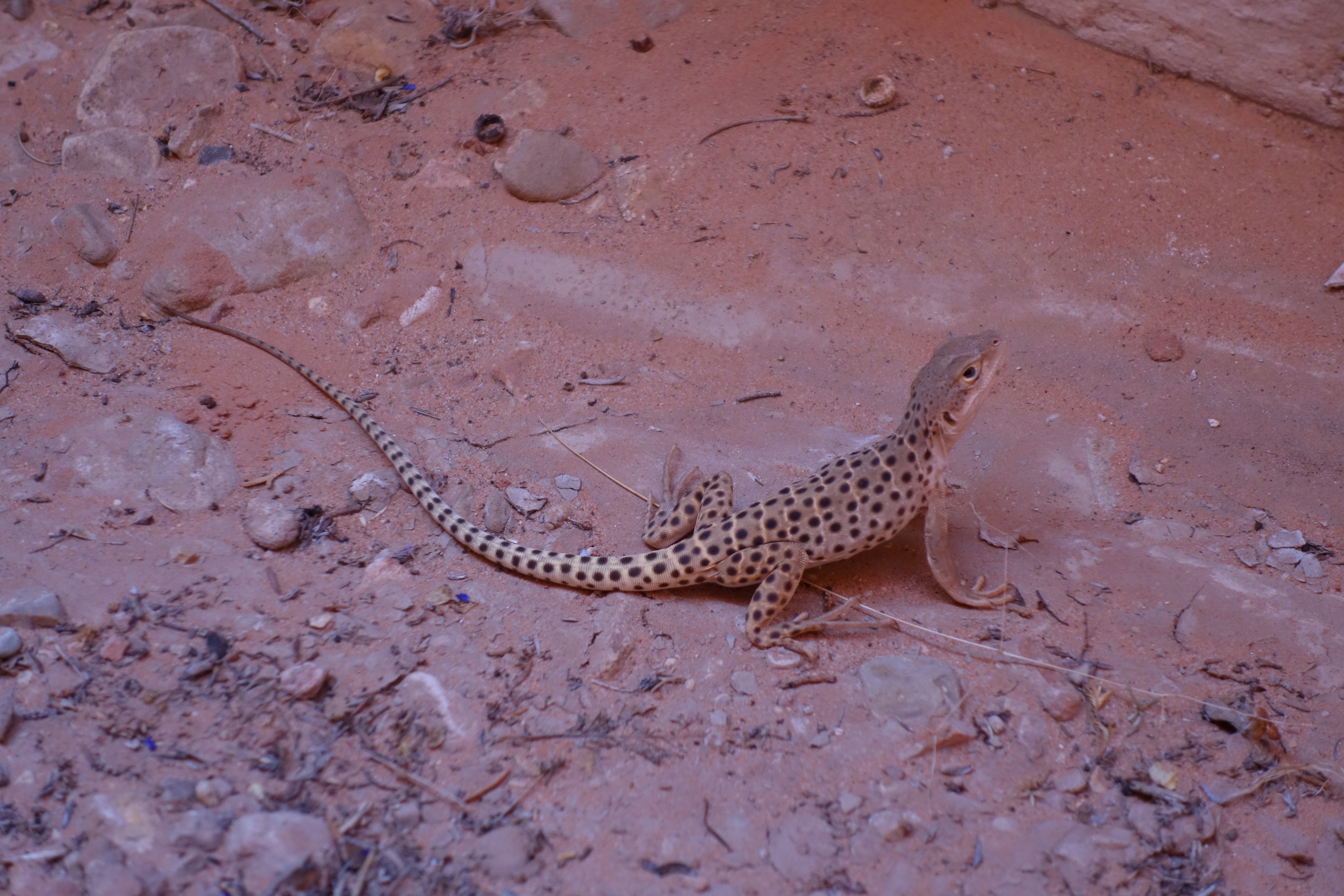 Small Spotted Leopard lizard, Escalante