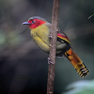 Photo by somchai@2008