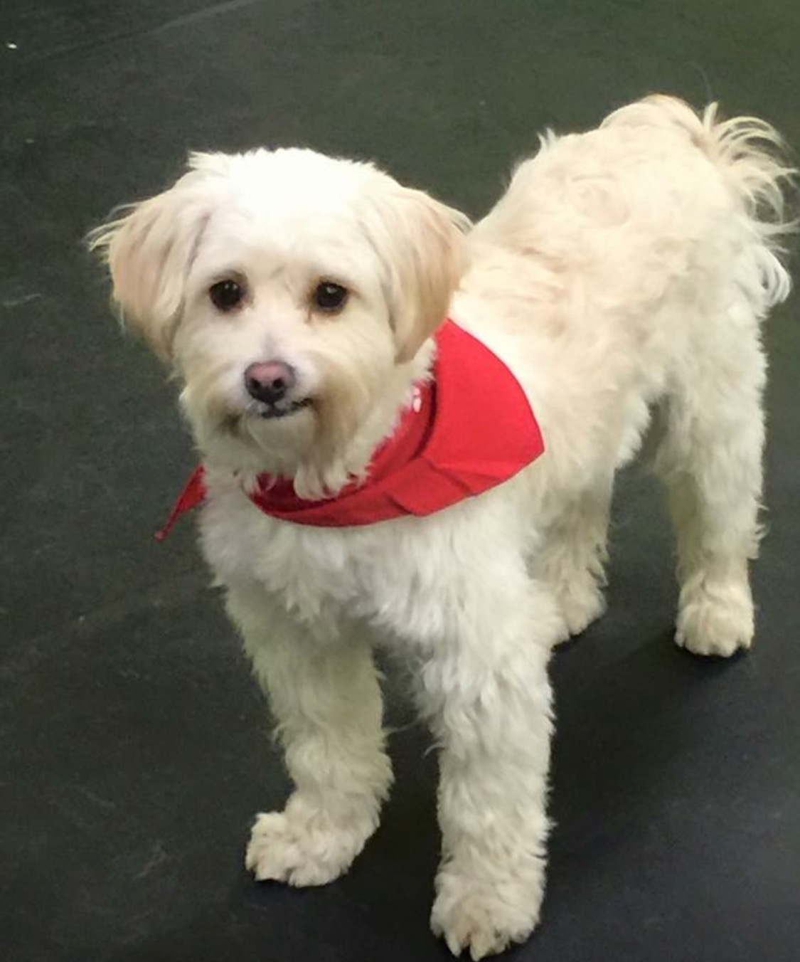 It's A Dogs Life, LLC Greenfield's premier Doggy Daycare and