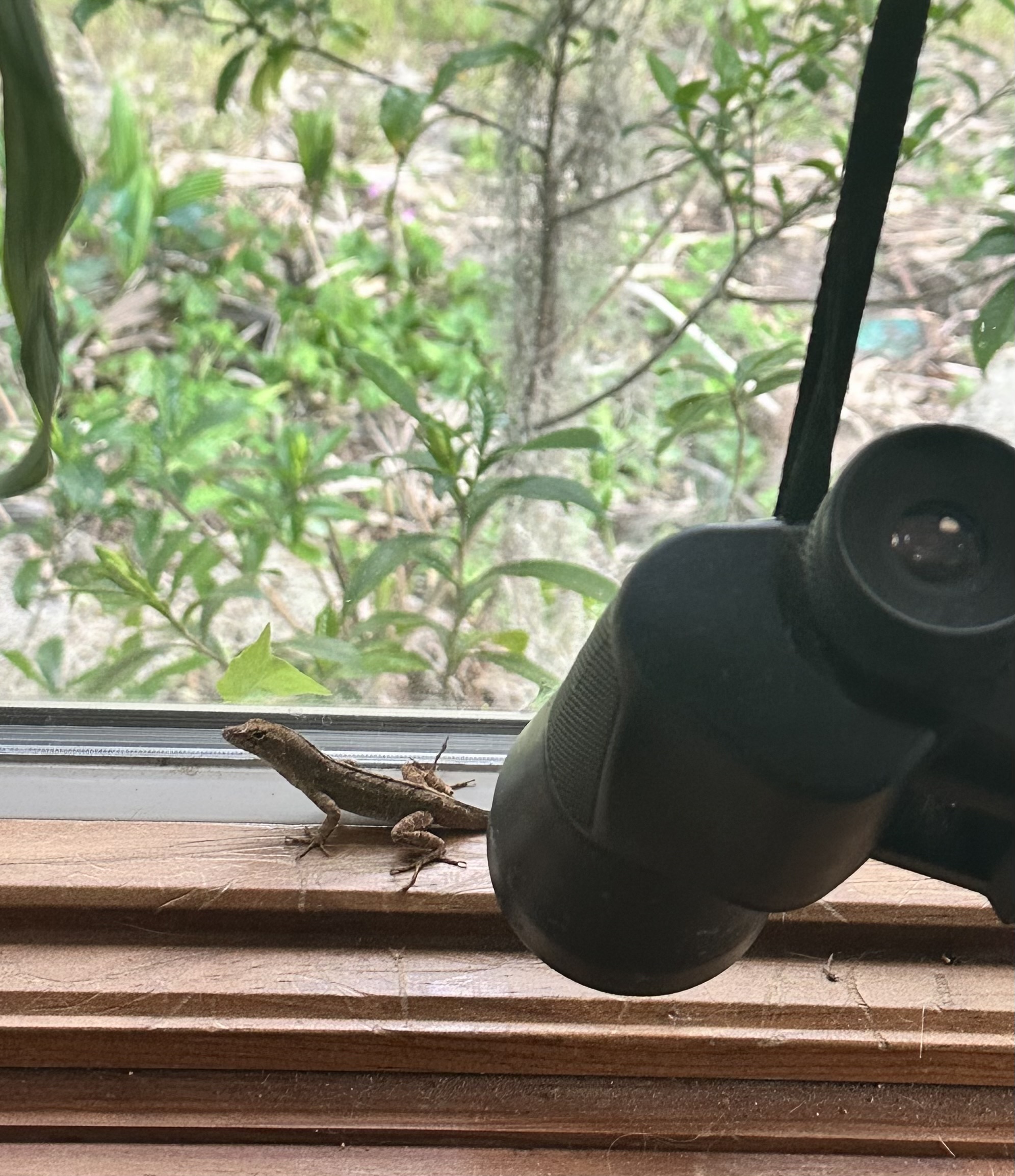 Lizard crawling on a wooden window frame looking to get outside. A pair of binoculars hangs adjacent to it. It is illustrates the story. Copyright 2026 Marian Haftel Smith