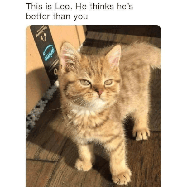 15+ funny cat memes to play with (+ ember tax, of course