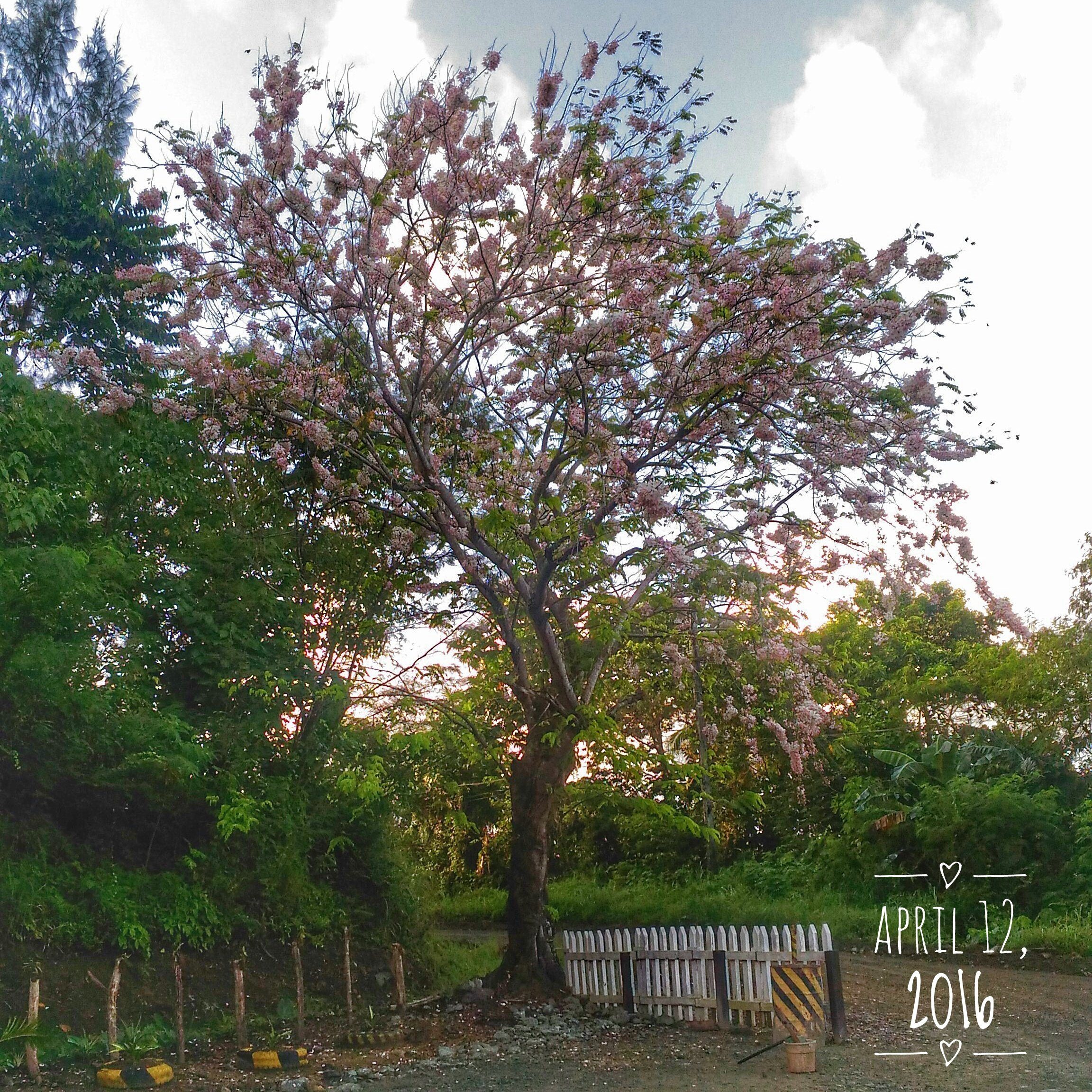 32 Days of Palawan Cherry Blossom