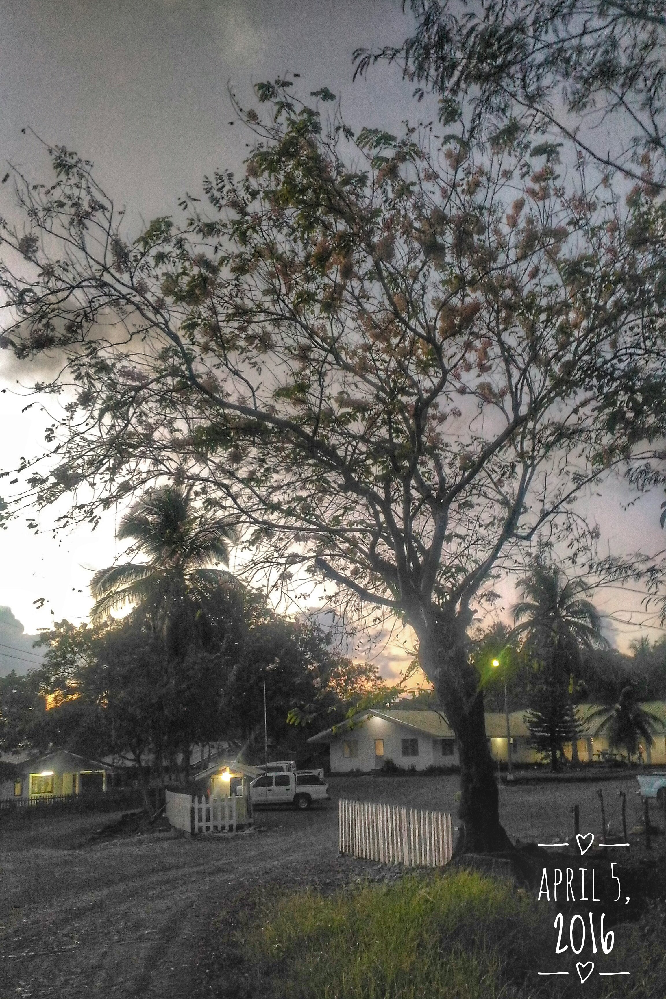 32 Days of Palawan Cherry Blossom