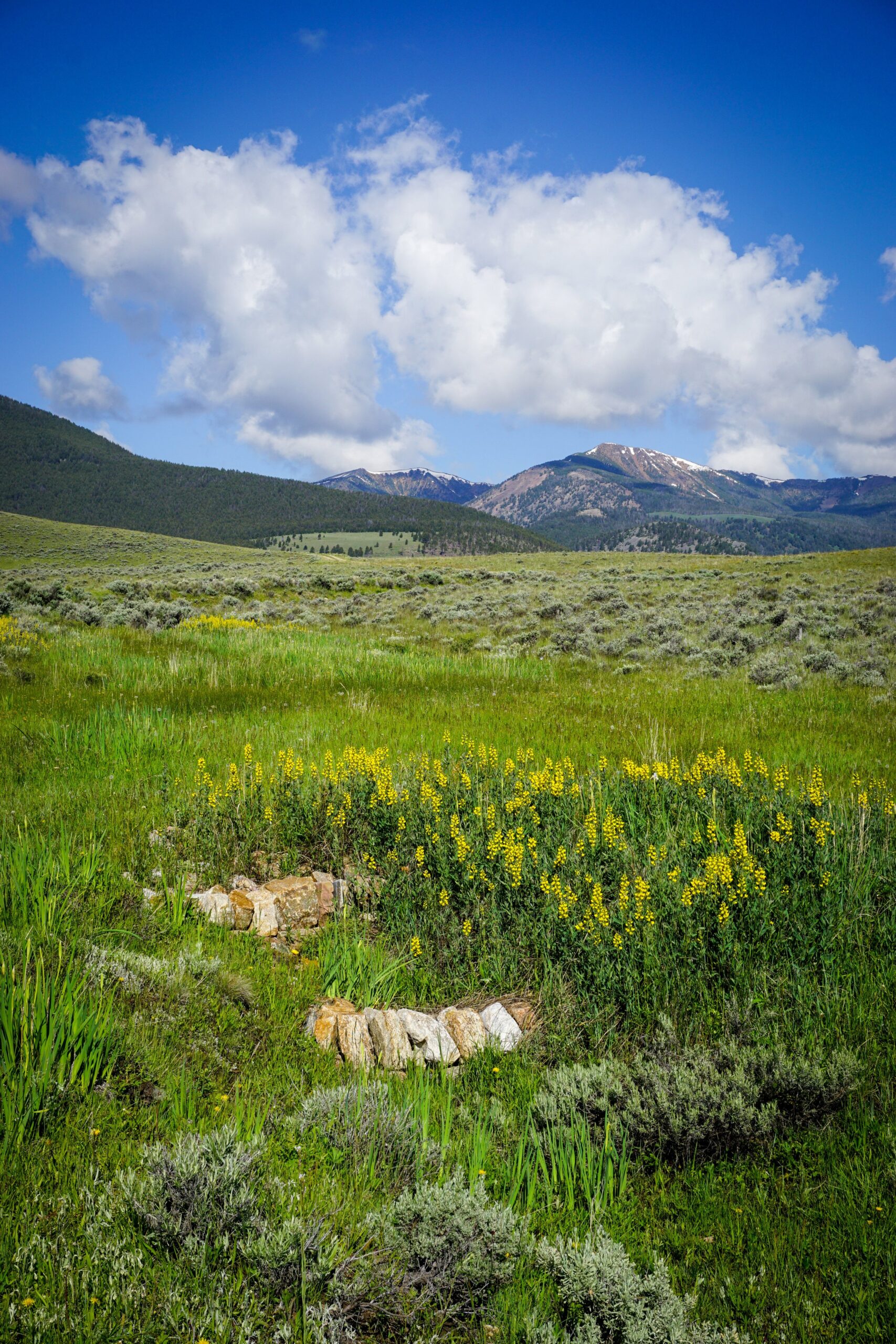 Zeedyk structures in a Montana plain