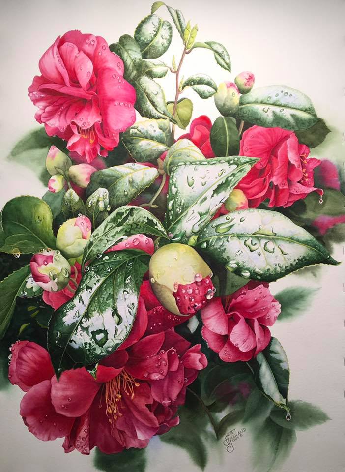 Janet Gilliland USA February Camellias 21x31"