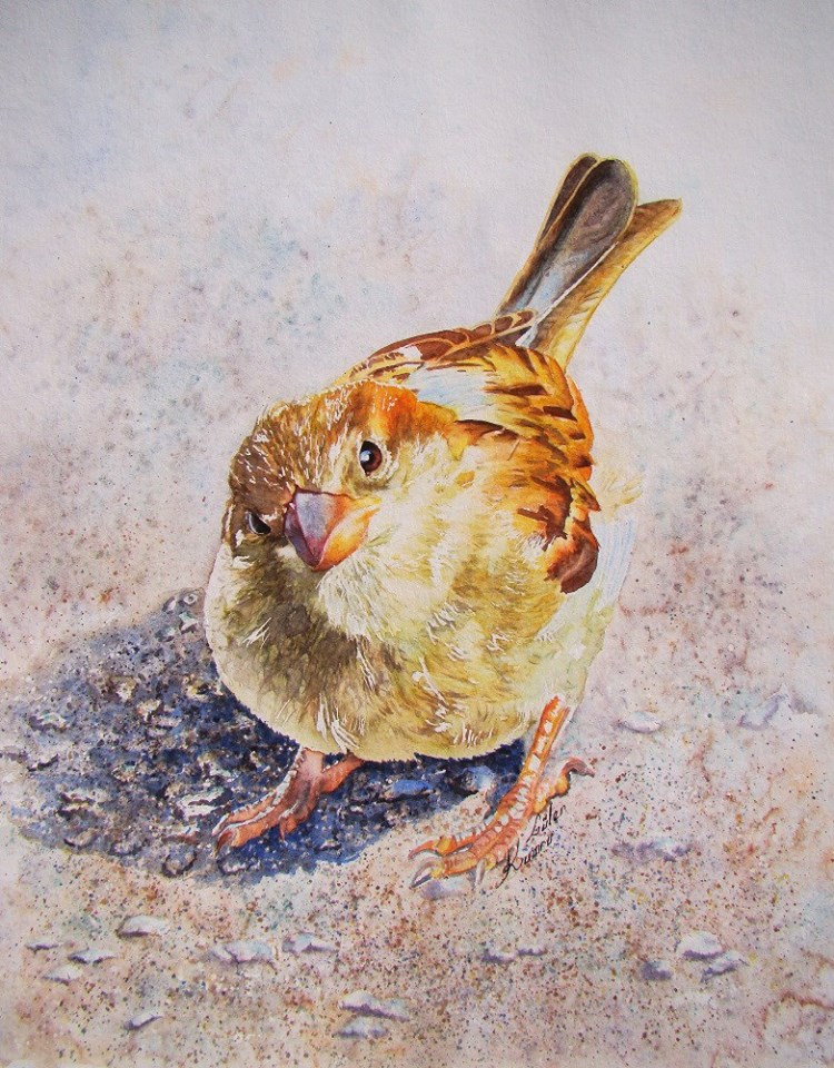 Gôler Kumru France Birds Eye View 65x50 cm