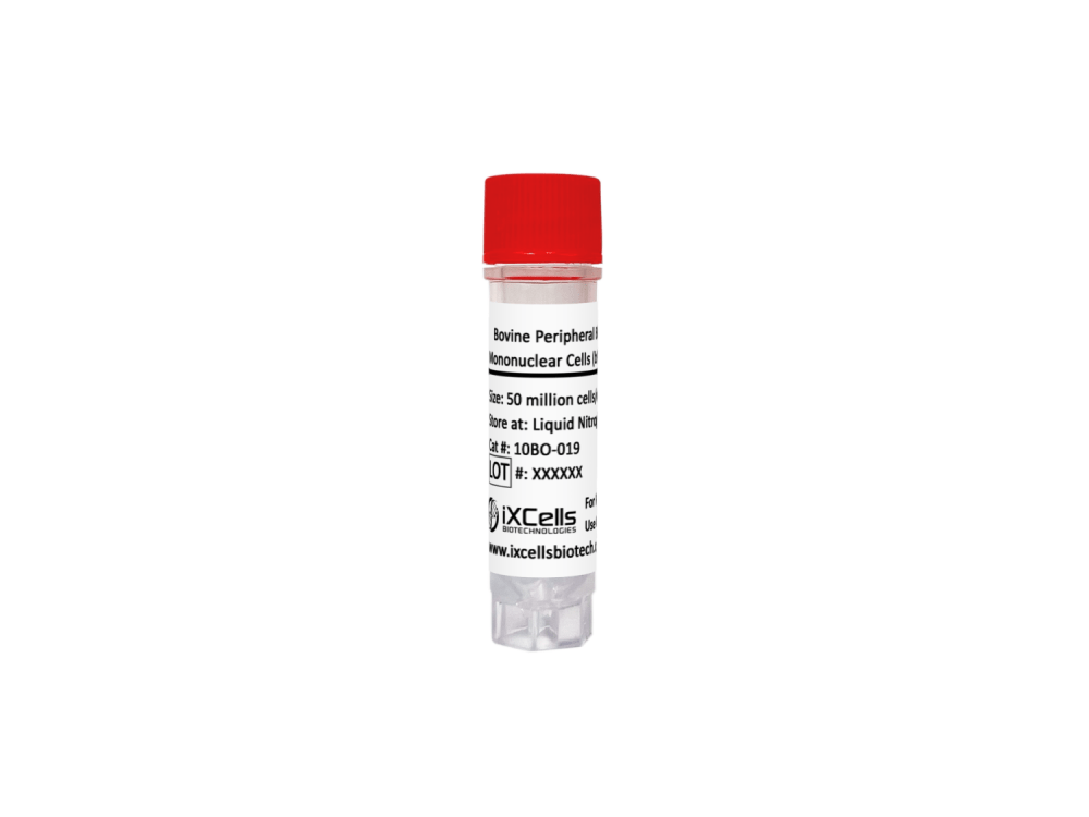 Bovine Peripheral Blood Mononuclear Cells (bPBMCs)