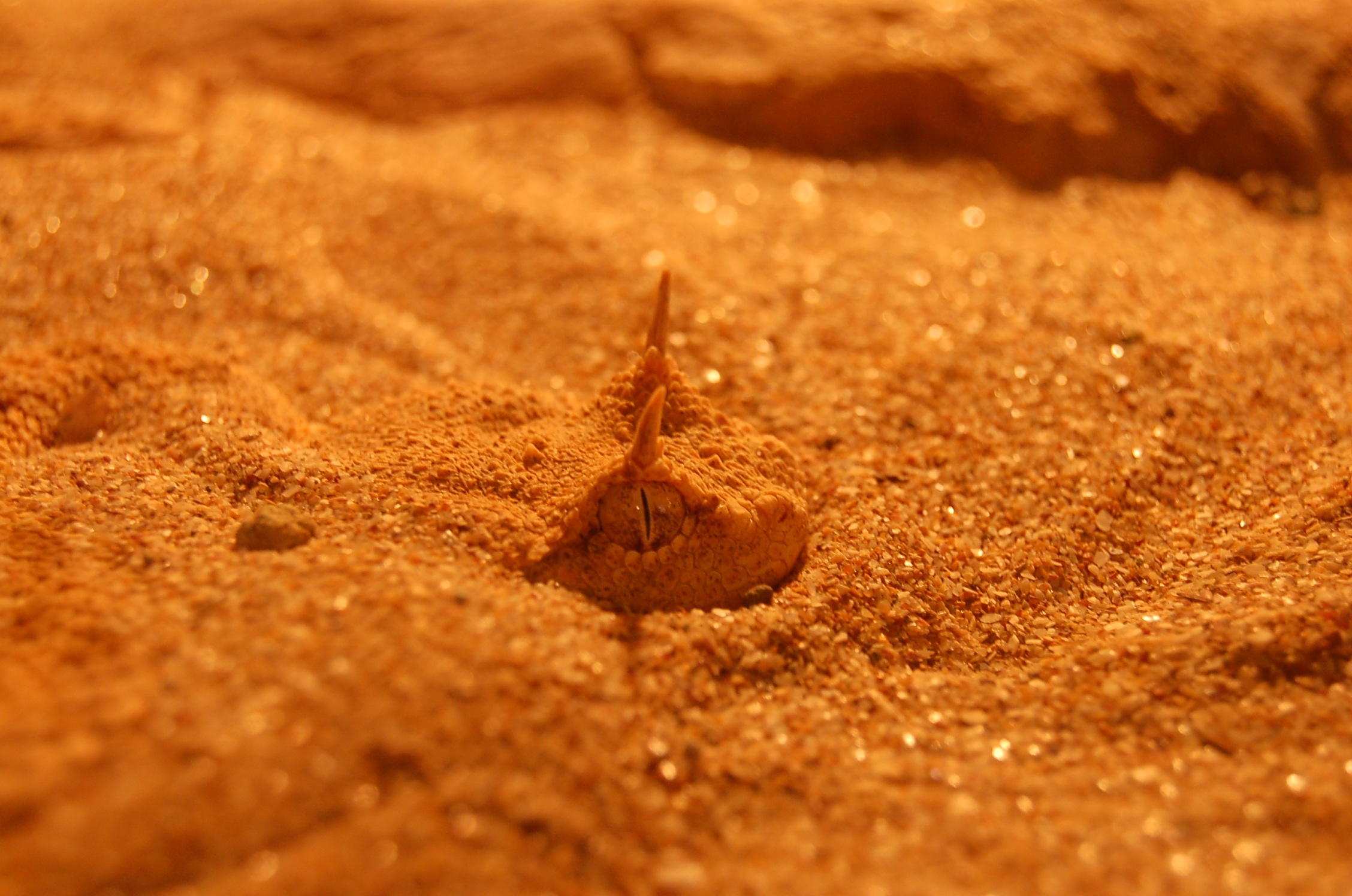 desertaciune cu vipera :)