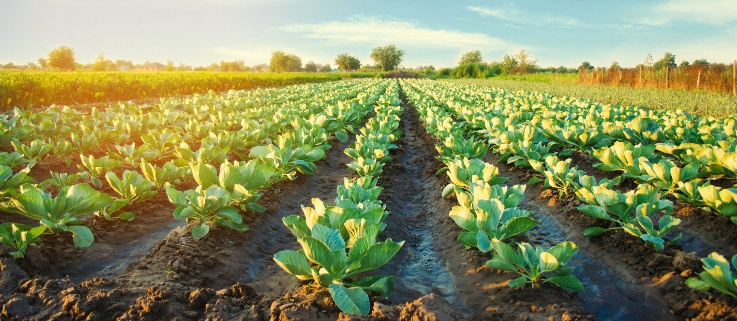 Cabbage plantations grow in the field. vegetable rows. farming