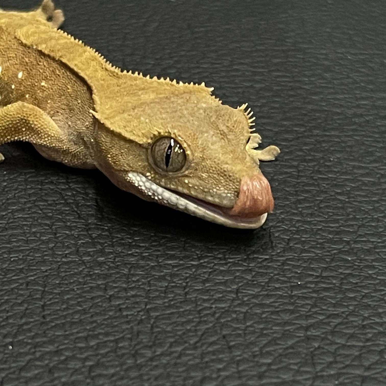 クレステッドゲッコーの販売 2021年 ペットショップJaRep(ジャレップ) 神奈川県小田原市のペットショップ