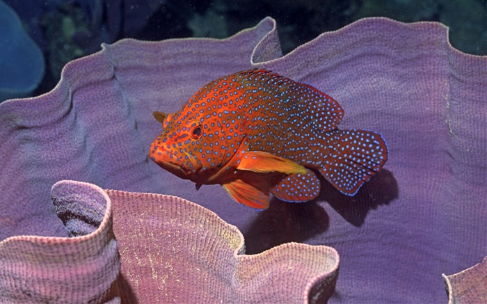 オレンジの魚 hdの壁紙
