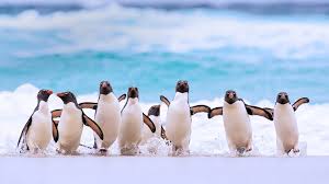 펭귄 penguin
