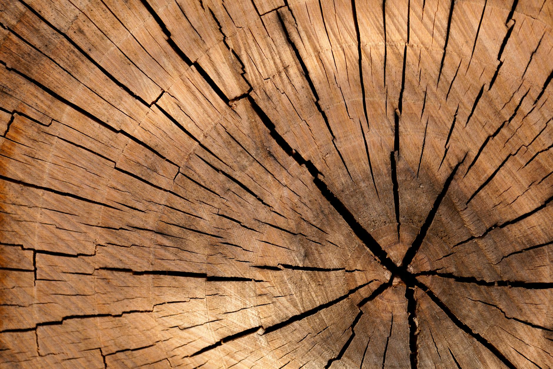 closeup photography of brown wood slice