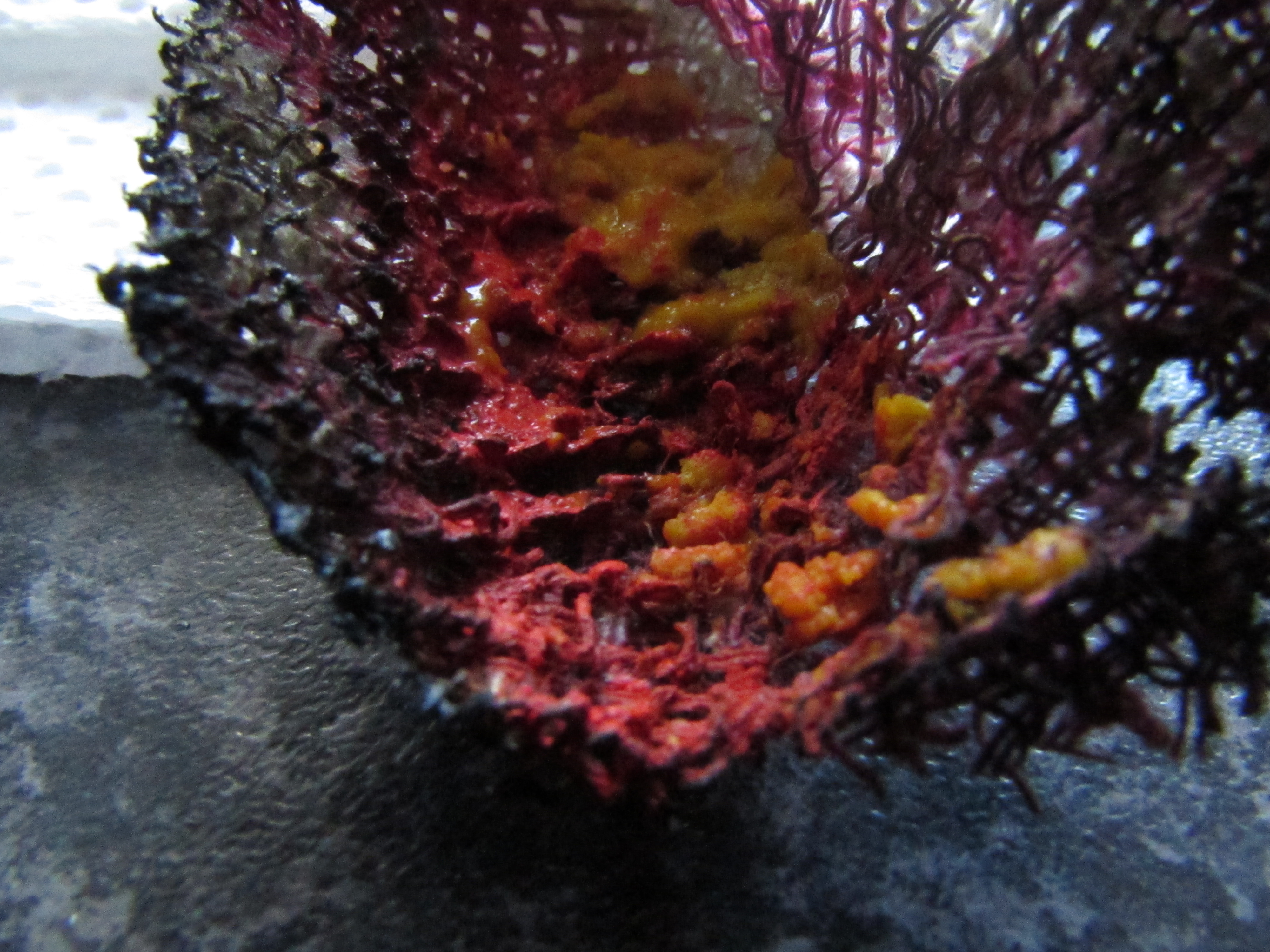 The Plakka paints looks like congealed blood, whilst the ink/flour mix represents an infected wound.