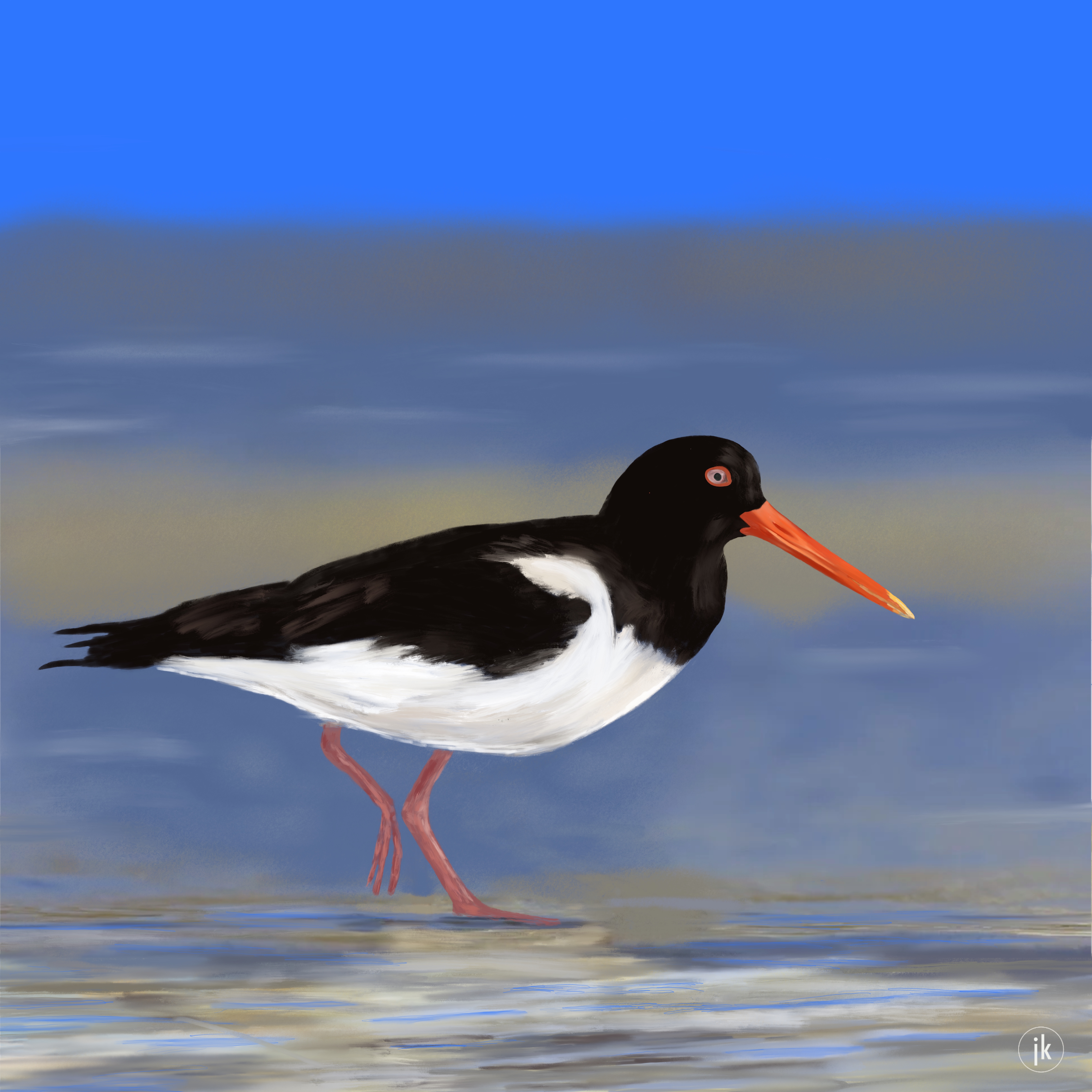 Oystercatcher on the Beach