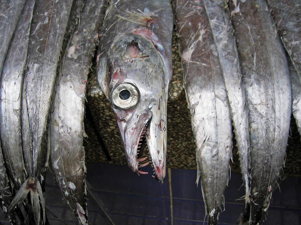 De L Absurdite De L Adage Ne Donnez Pas Du Poisson Apprenez A Pecher Jacques Ould Aoudia