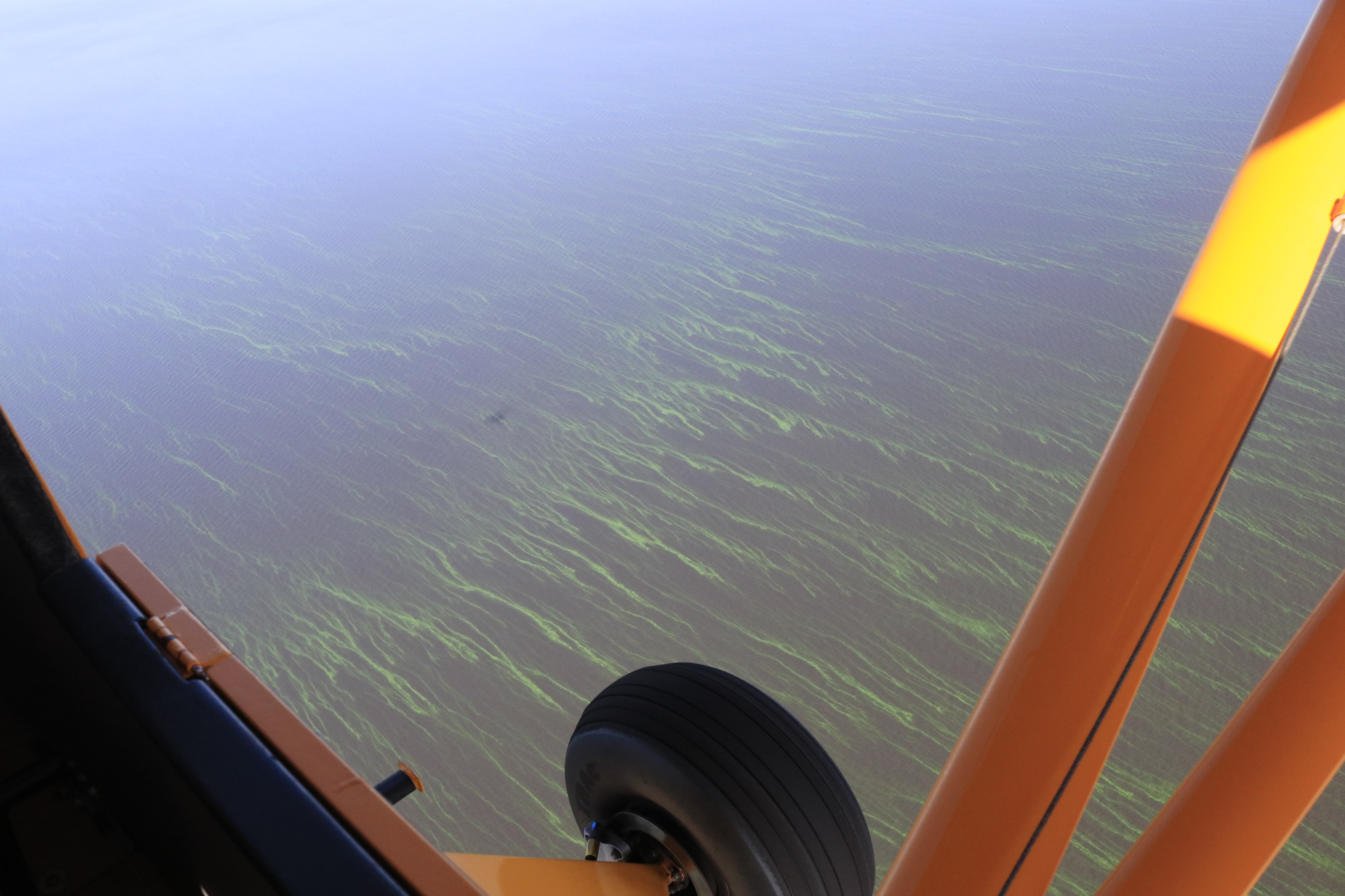 The Amazing World Of Amoebas: Algae Hunters Unveiled - 2zu5ttt