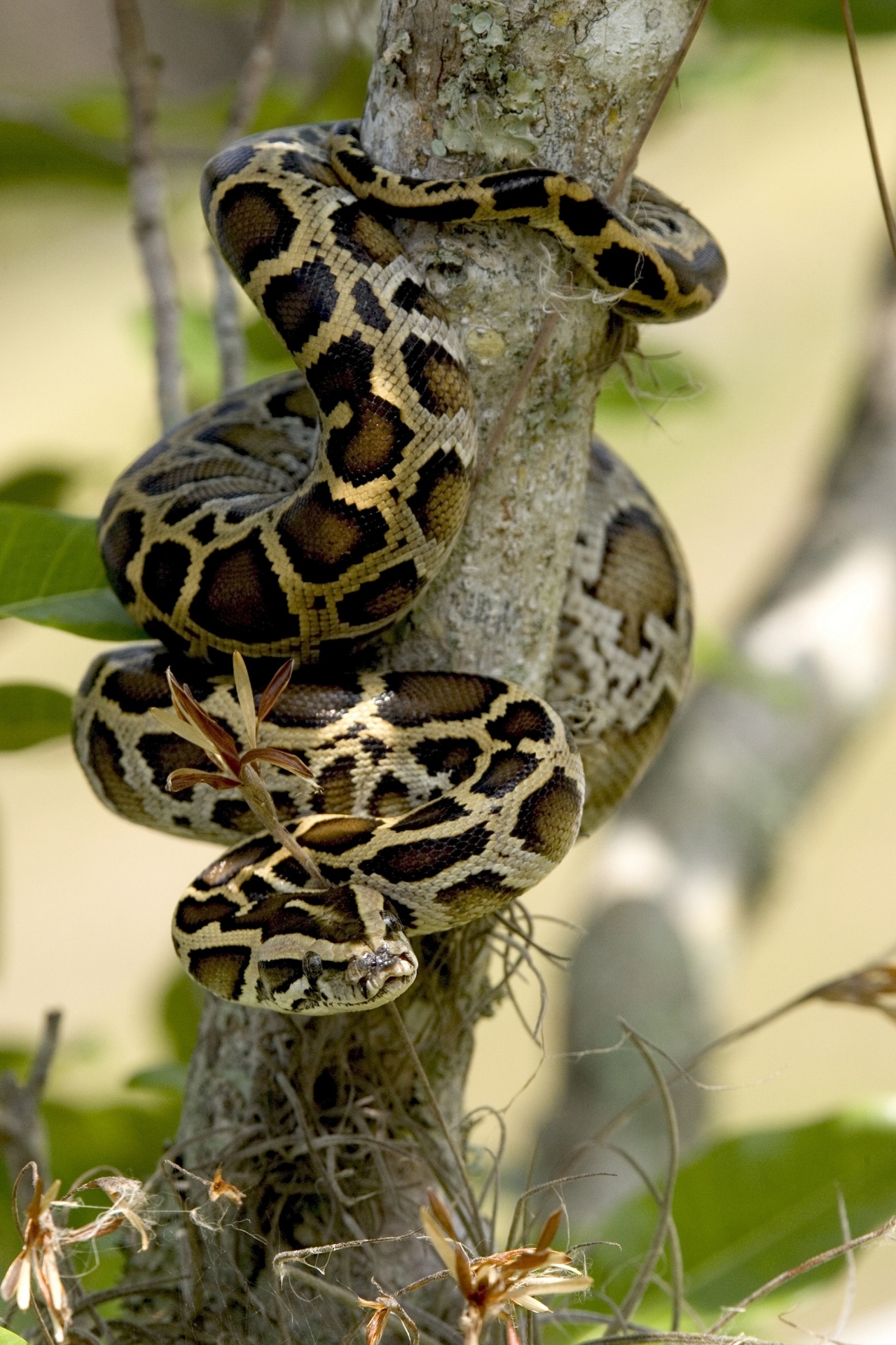 Backyard Pythons? SLR/IRL | Jacqui Thurlow-Lippisch