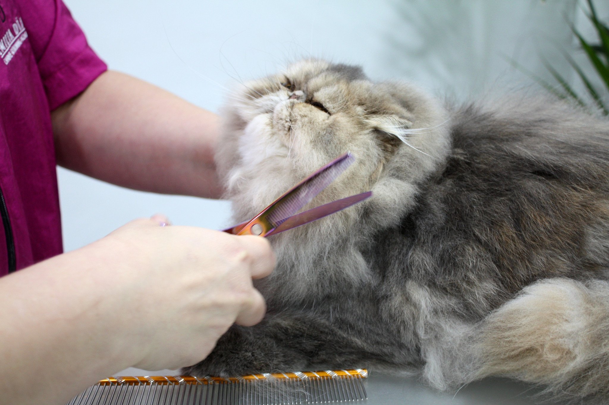 Find out how old someone has to be to become president of the united states, other requirements to be president and who the youngest and oldest presidents have been. Peluqueria Felina J A Dog