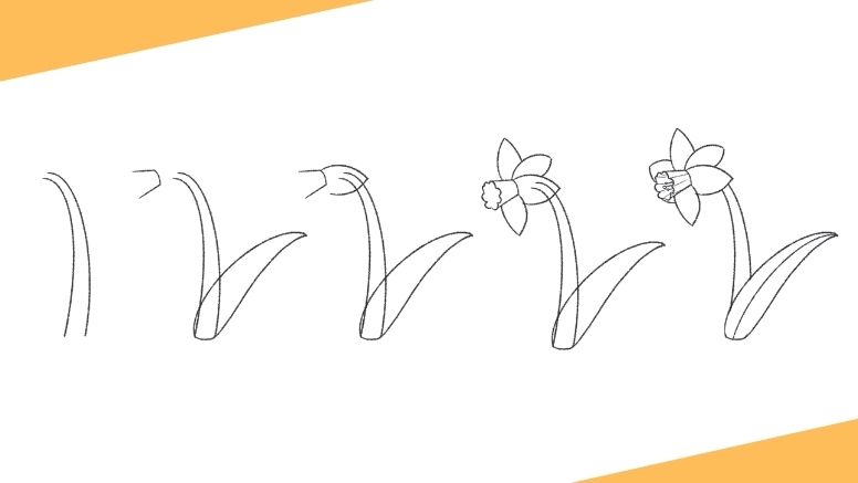 picture How To Draw A Daffodil Step By Step Easy jae johns