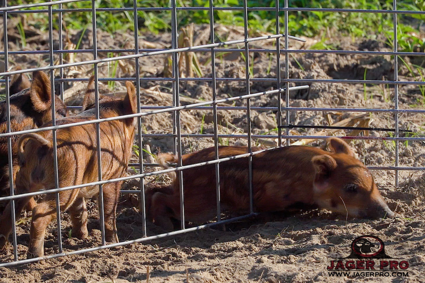 Boarbuster The sounder stays on the south side of the fence up to about 30 hogs now after 3 yrs. Boarbuster This system can be used for both a trap and a deer food plot fencing that way your not just buying a hog trap.