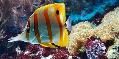 Hemmingaskodan Hemming Github - Download Creative Nature Image | Desktop