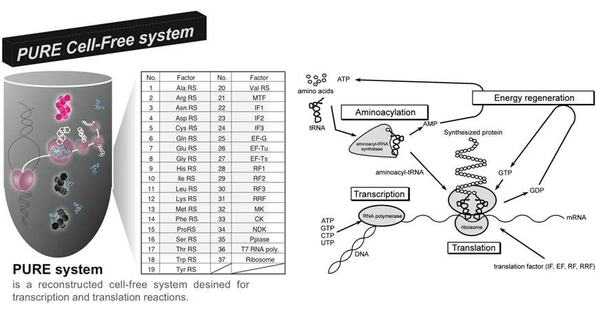 Learn about PURE Cell-free system kit; translation reconstituted with ...