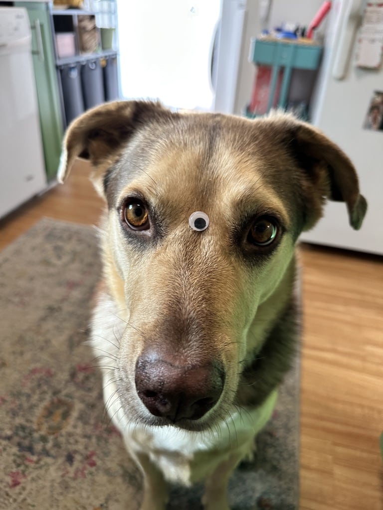 Dog with a googly eye on his head