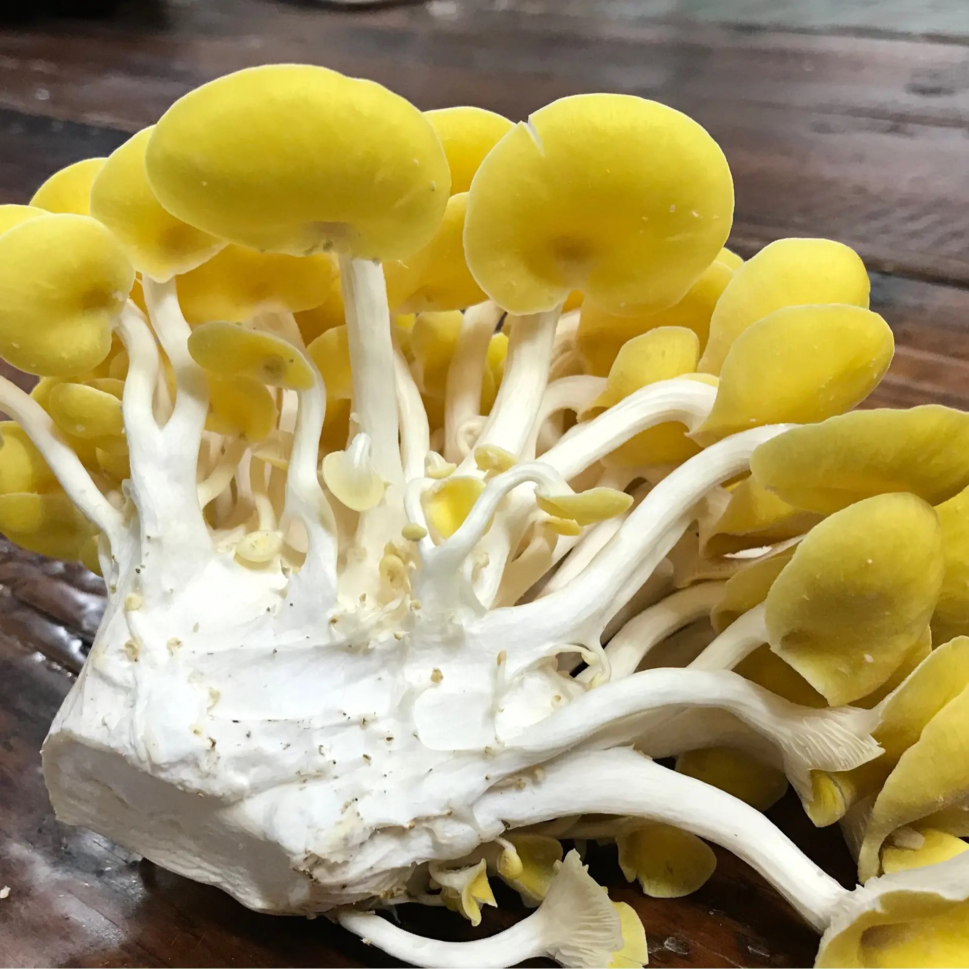 Read more about the article Diversify Your Diet…With Mushrooms