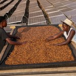 South Sudan’s Excelsa Coffee Bean Gains Global Interest