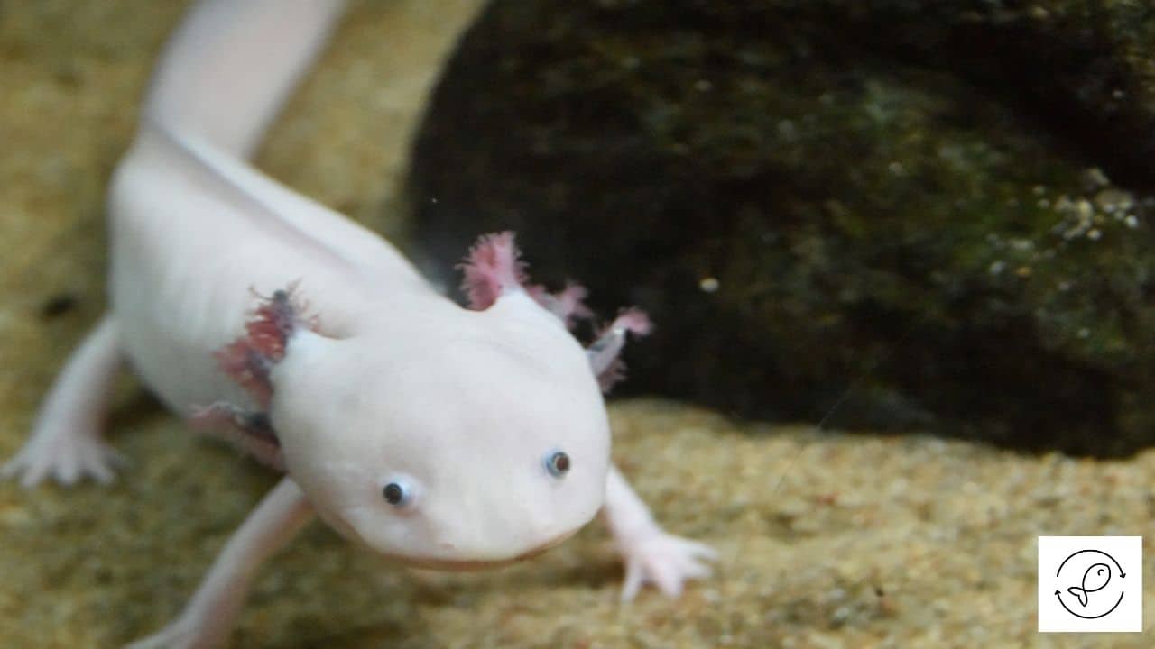 Can axolotls breathe air? [different ways axolotls breathe]