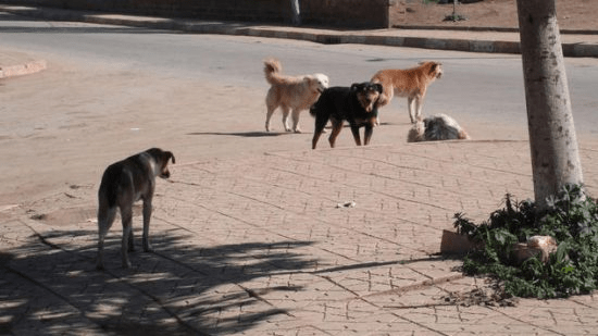 الكلاب الضالة والتائهة تؤرق ساكنة مدينة مراكش