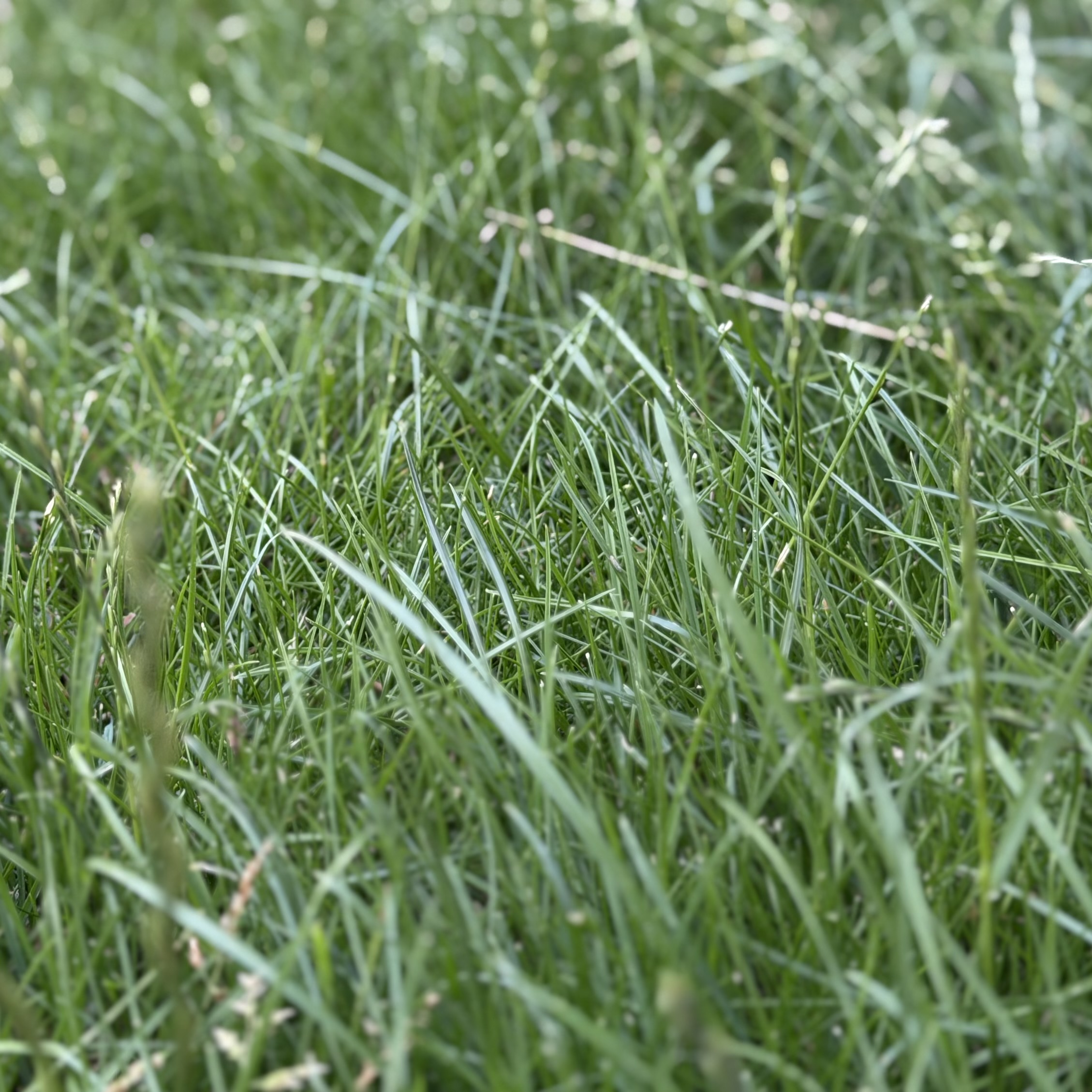 IMG_1499
