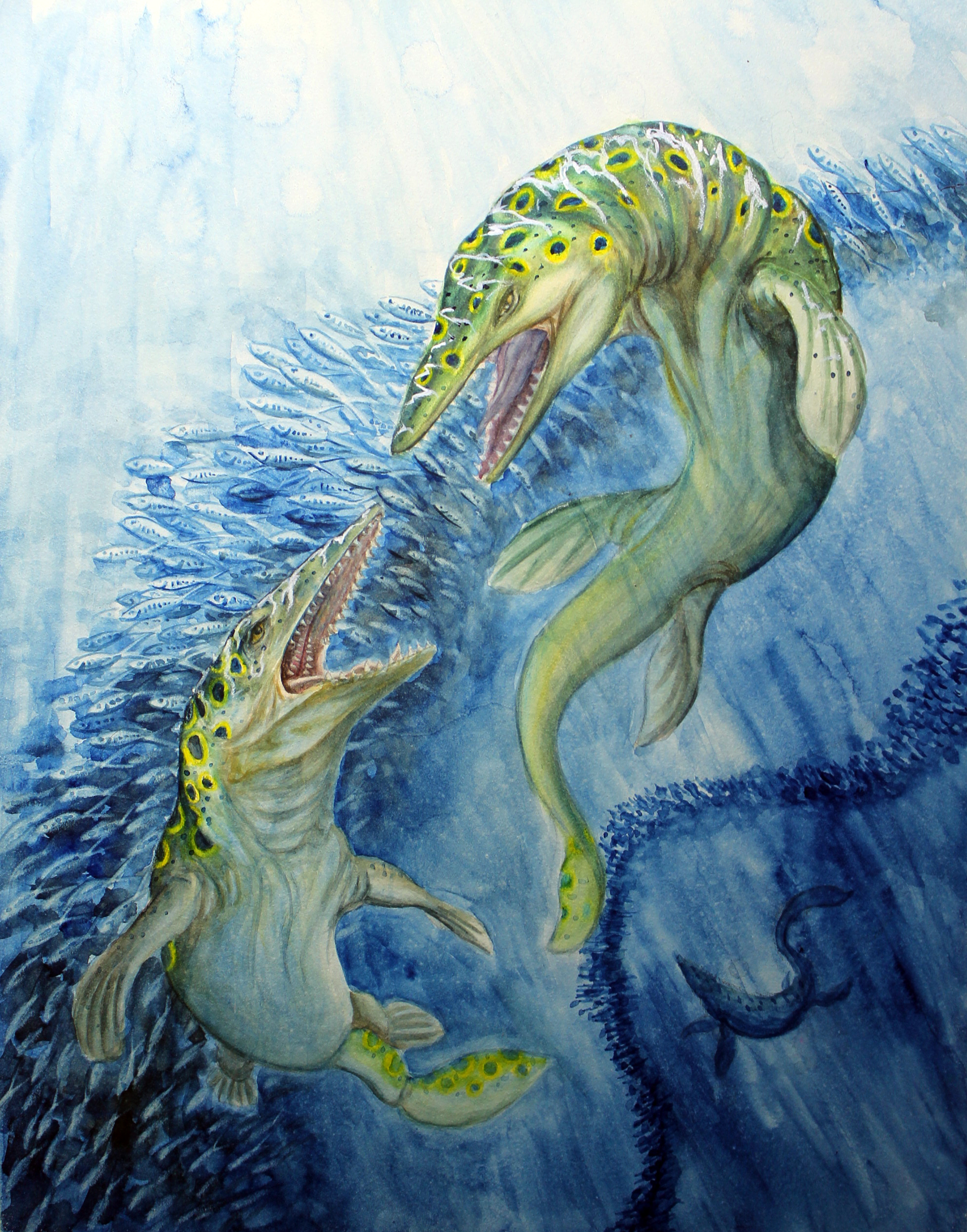 Tylosaurus 16x20" $20.00 USD [wpepsc name="Tylosaurus 16x20" Print" price="20.00" align="center"]