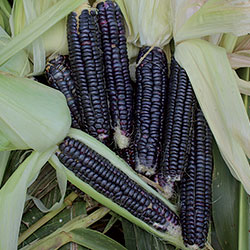 Black Aztec Corn