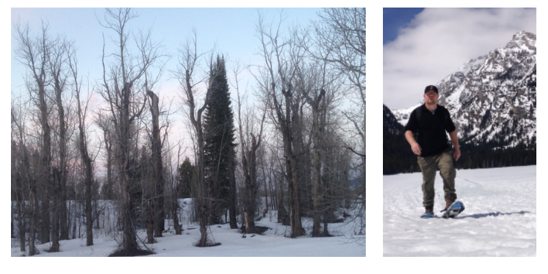 Beautiful Winter Trees and the Frozen Taggart Lake