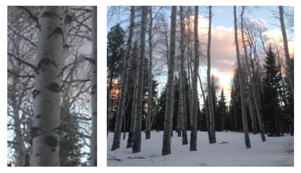 Aspen's Eye bark and A view of them against the setting Sun.