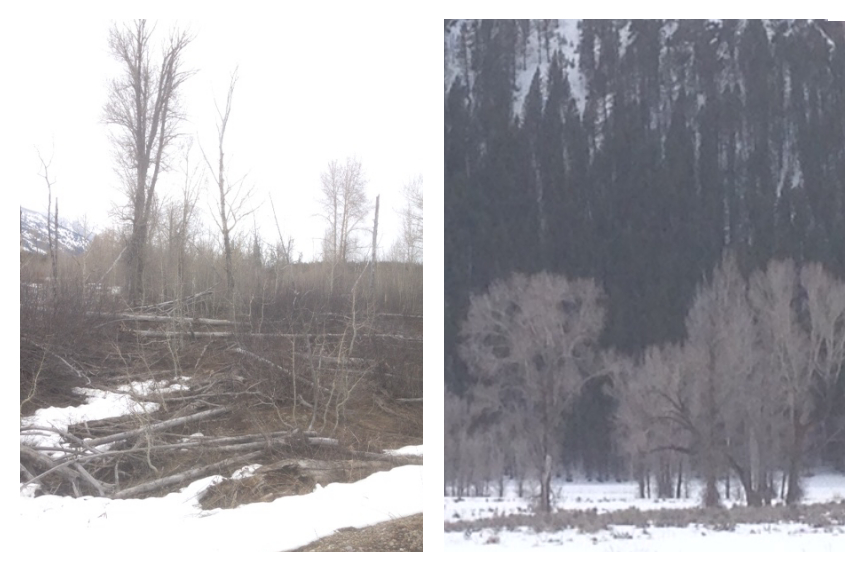 Cottonwood Trees