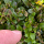 How to manage Box Blight
