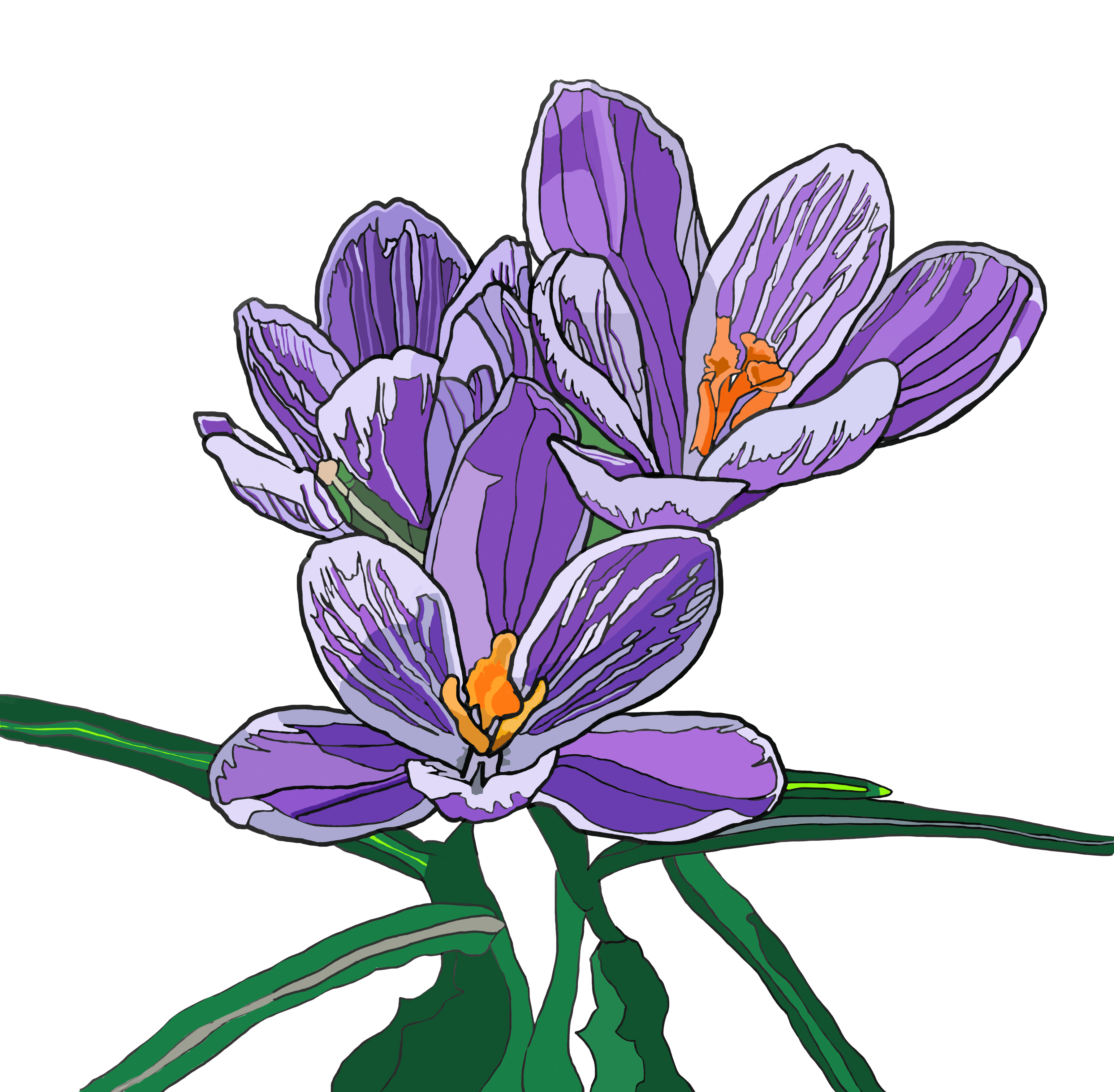crocusc
