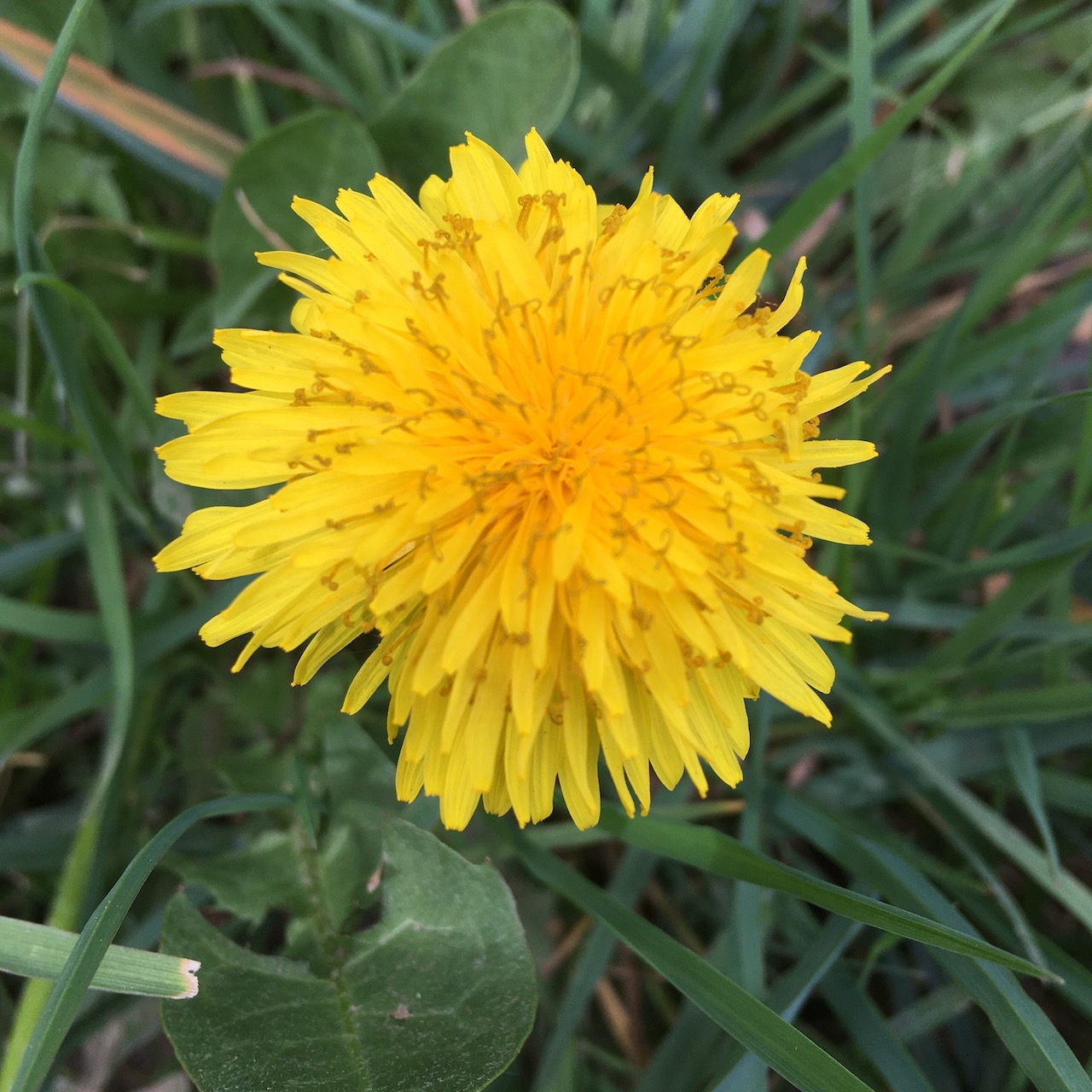 dandelion by ian