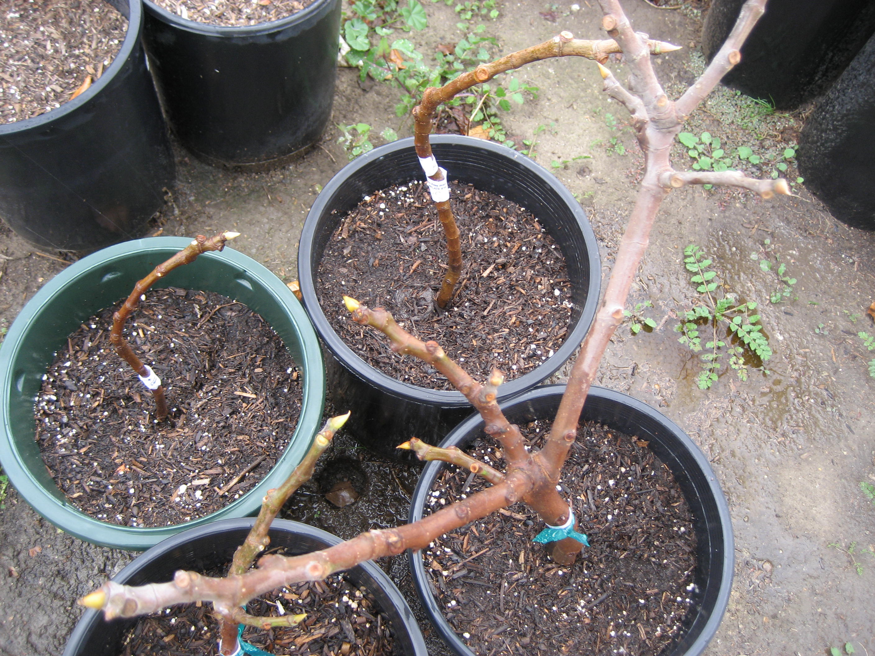 Fig Tree Propagation Top Tips
